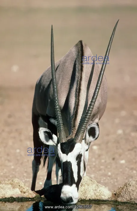 : GEMSBOK -DRINKING AT WATERHOLE : GEMSBOK -DRINKING AT WATERHOLE