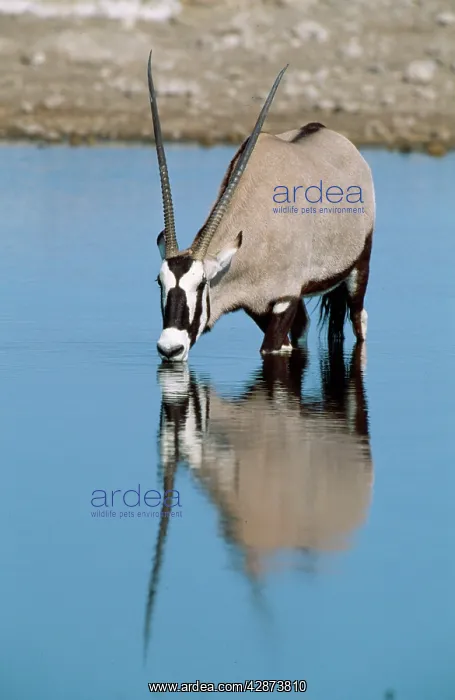 : GEMSBOK - drinking, at a waterhole : GEMSBOK - drinking, at a waterhole