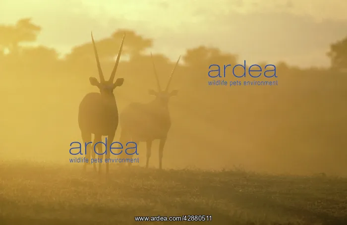 : Gemsbok - In the early morning : Gemsbok - In the early morning