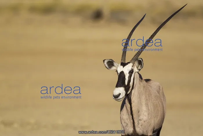: Gemsbok - female - Kalahari Desert, Kgalagadi Transfrontier : Gemsbok - female - Kalahari Desert, Kgalagadi Transfrontier