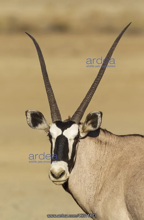 : Gemsbok - female - Kalahari Desert, Kgalagadi Transfrontier : Gemsbok - female - Kalahari Desert, Kgalagadi Transfrontier
