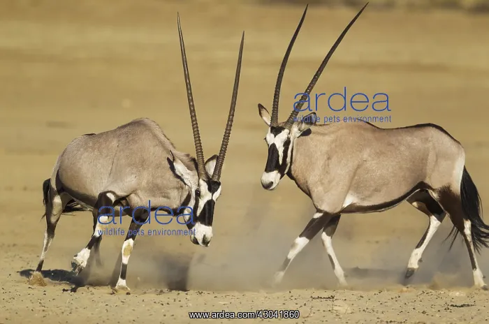 : Gemsbok - females - have been fighting - Kalahari : Gemsbok - females - have been fighting - Kalahari