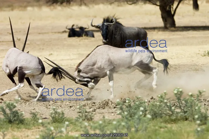 : Gemsbok fight - Bulls fighting at waterhole in : Gemsbok fight - Bulls fighting at waterhole in