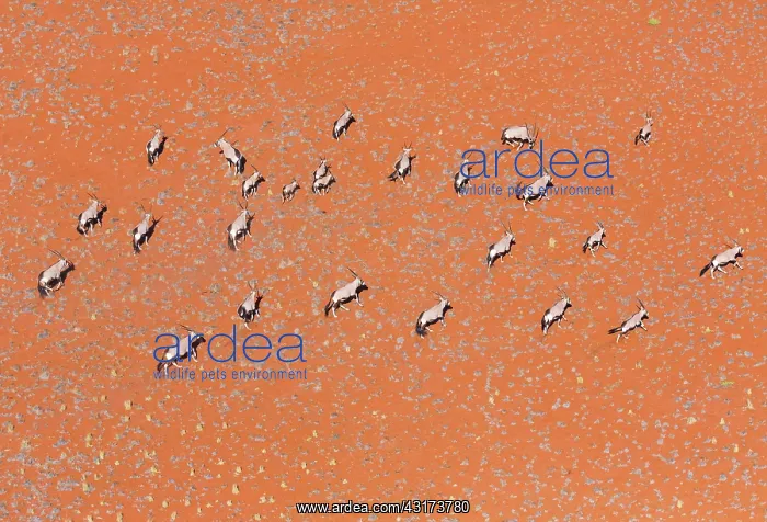 : Gemsbok or gemsbuck (Oryx gazella), Namib Desert : Gemsbok or gemsbuck (Oryx gazella), Namib Desert