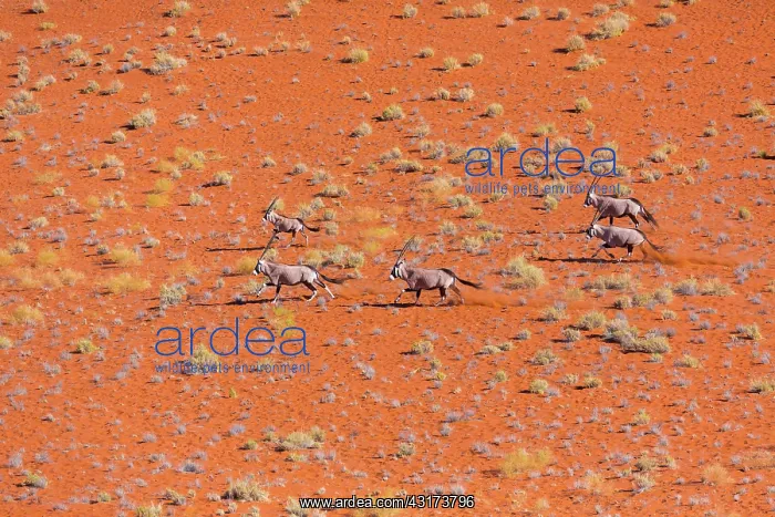  : Gemsbok or gemsbuck (Oryx gazella), Namib Desert