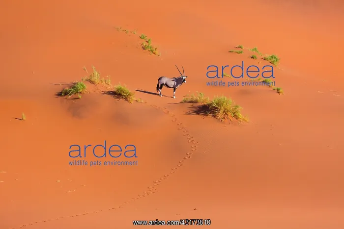 : Gemsbok or gemsbuck (Oryx gazella), Namib Desert : Gemsbok or gemsbuck (Oryx gazella), Namib Desert