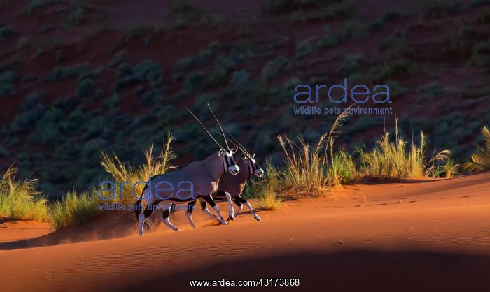 : Gemsbok or gemsbuck (Oryx gazella), Namib Desert : Gemsbok or gemsbuck (Oryx gazella), Namib Desert
