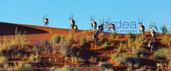 : Gemsbok or gemsbuck (Oryx gazella), Namib Desert : Gemsbok or gemsbuck (Oryx gazella), Namib Desert