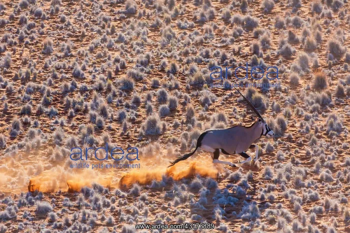 : Gemsbok or gemsbuck (Oryx gazella), Namib Desert : Gemsbok or gemsbuck (Oryx gazella), Namib Desert
