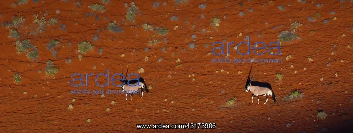: Gemsbok or gemsbuck (Oryx gazella), Namib Desert : Gemsbok or gemsbuck (Oryx gazella), Namib Desert