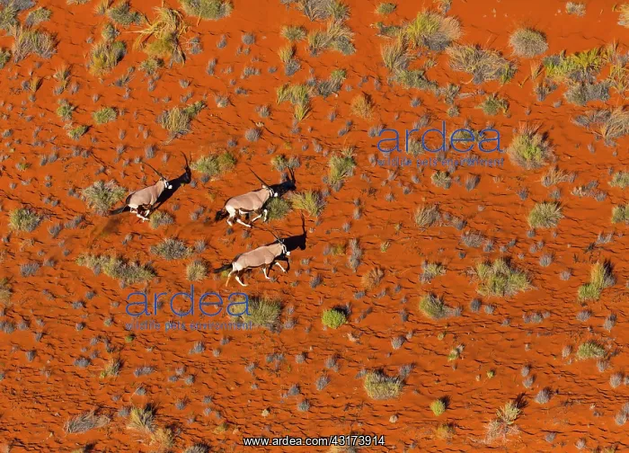 : Gemsbok or gemsbuck (Oryx gazella), Namib Desert : Gemsbok or gemsbuck (Oryx gazella), Namib Desert