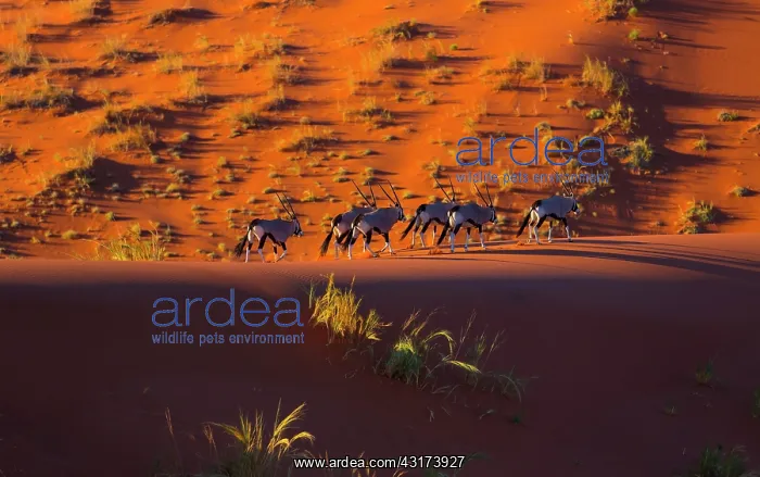 : Gemsbok or gemsbuck (Oryx gazella), Namib Desert : Gemsbok or gemsbuck (Oryx gazella), Namib Desert