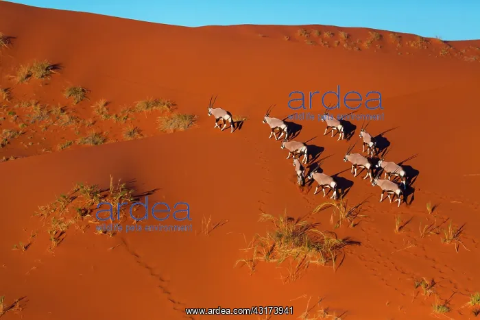 : Gemsbok or gemsbuck (Oryx gazella), Namib Desert : Gemsbok or gemsbuck (Oryx gazella), Namib Desert