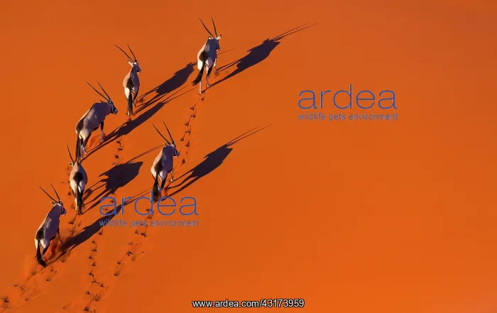 : Gemsbok or gemsbuck (Oryx gazella), Namib Desert : Gemsbok or gemsbuck (Oryx gazella), Namib Desert