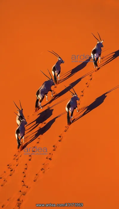 : Gemsbok or gemsbuck (Oryx gazella), Namib Desert : Gemsbok or gemsbuck (Oryx gazella), Namib Desert