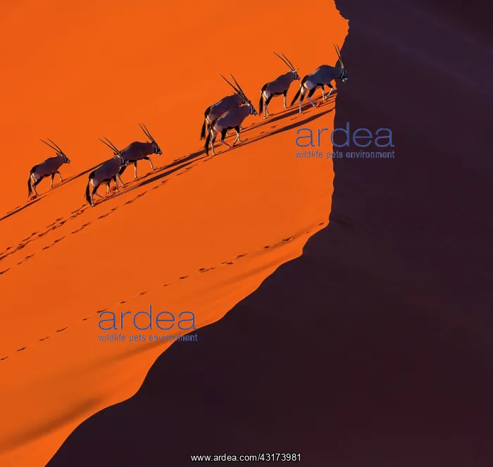 : Gemsbok or gemsbuck (Oryx gazella), Namib Desert : Gemsbok or gemsbuck (Oryx gazella), Namib Desert