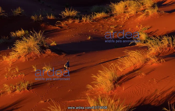 : Gemsbok or gemsbuck (Oryx gazella), Namib Desert : Gemsbok or gemsbuck (Oryx gazella), Namib Desert