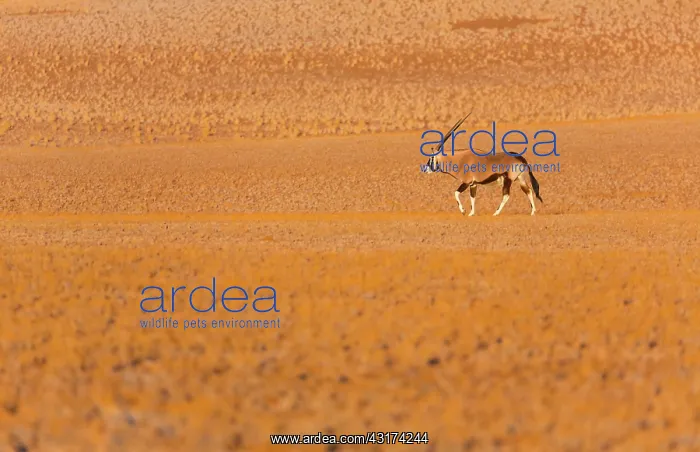 : Gemsbok or gemsbuck (Oryx gazella), Namib Desert : Gemsbok or gemsbuck (Oryx gazella), Namib Desert