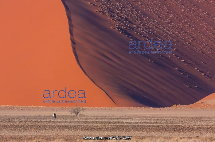 : Gemsbok or gemsbuck (Oryx gazella), Namib Desert : Gemsbok or gemsbuck (Oryx gazella), Namib Desert