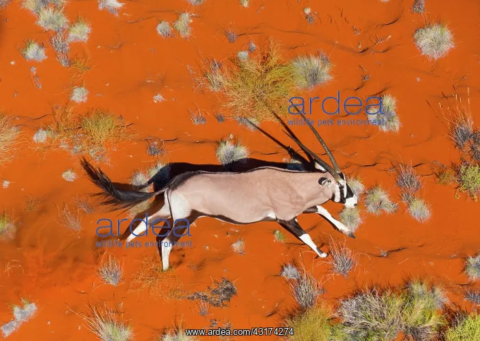 : Gemsbok or gemsbuck (Oryx gazella), Namib Desert : Gemsbok or gemsbuck (Oryx gazella), Namib Desert