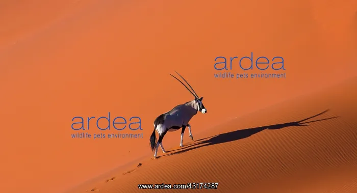 : Gemsbok or gemsbuck (Oryx gazella), Namib Desert : Gemsbok or gemsbuck (Oryx gazella), Namib Desert
