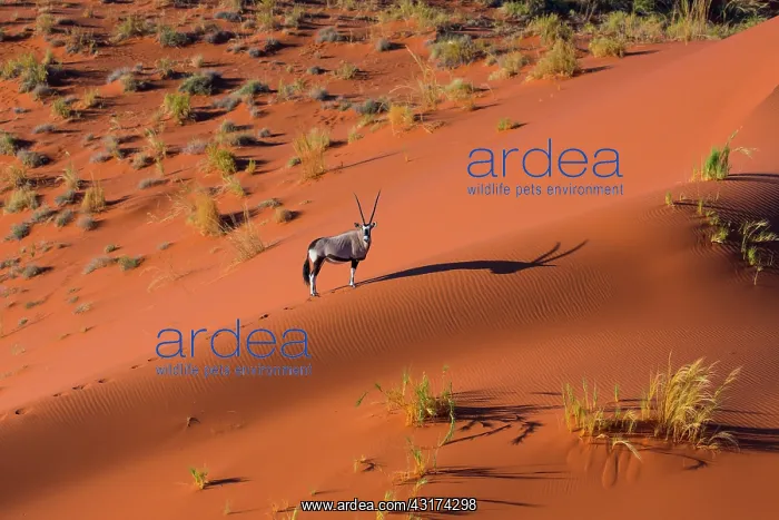 : Gemsbok or gemsbuck (Oryx gazella), Namib Desert : Gemsbok or gemsbuck (Oryx gazella), Namib Desert