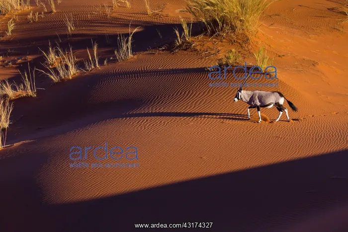 : Gemsbok or gemsbuck (Oryx gazella), Namib Desert : Gemsbok or gemsbuck (Oryx gazella), Namib Desert