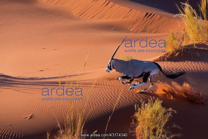 : Gemsbok or gemsbuck (Oryx gazella), Namib Desert : Gemsbok or gemsbuck (Oryx gazella), Namib Desert