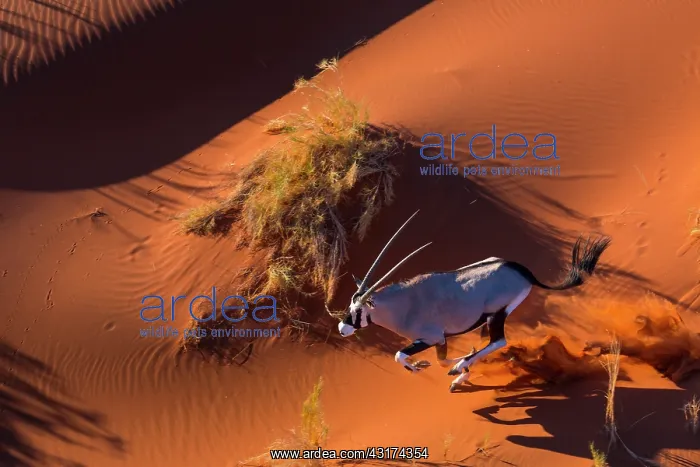 : Gemsbok or gemsbuck (Oryx gazella), Namib Desert : Gemsbok or gemsbuck (Oryx gazella), Namib Desert