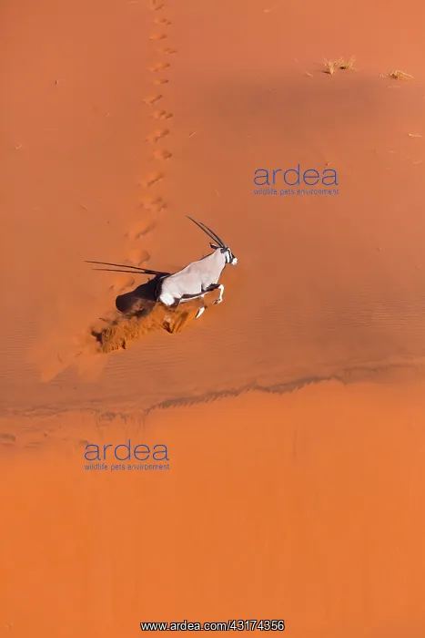 : Gemsbok or gemsbuck (Oryx gazella), Namib Desert : Gemsbok or gemsbuck (Oryx gazella), Namib Desert