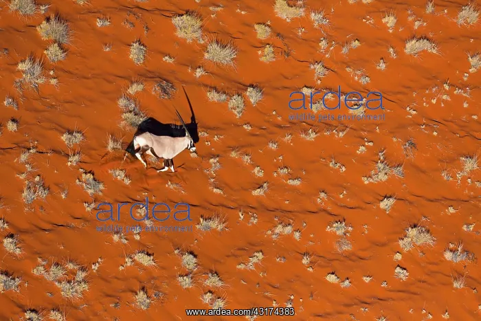 : Gemsbok or gemsbuck (Oryx gazella), Namib Desert : Gemsbok or gemsbuck (Oryx gazella), Namib Desert