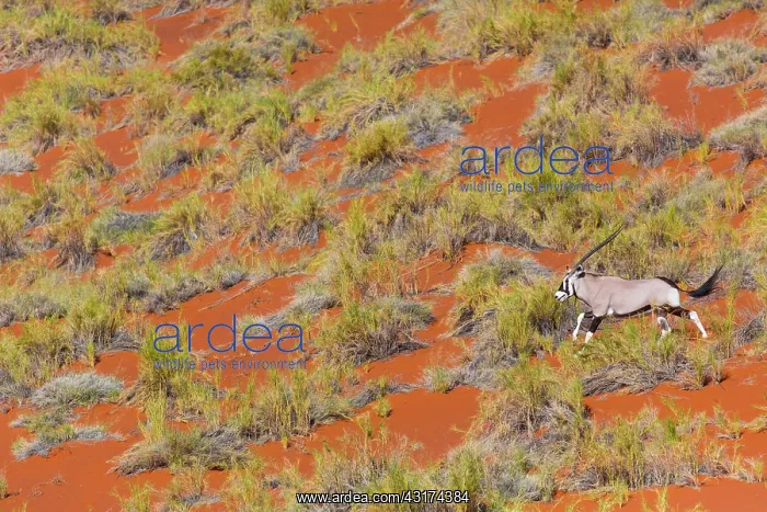 : Gemsbok or gemsbuck (Oryx gazella), Namib Desert : Gemsbok or gemsbuck (Oryx gazella), Namib Desert