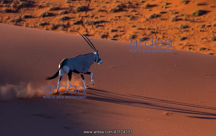 : Gemsbok or gemsbuck (Oryx gazella), Namib Desert : Gemsbok or gemsbuck (Oryx gazella), Namib Desert