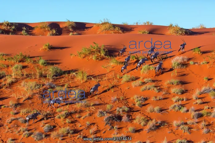 : Gemsbok or gemsbuck (Oryx gazella), Namib Desert : Gemsbok or gemsbuck (Oryx gazella), Namib Desert