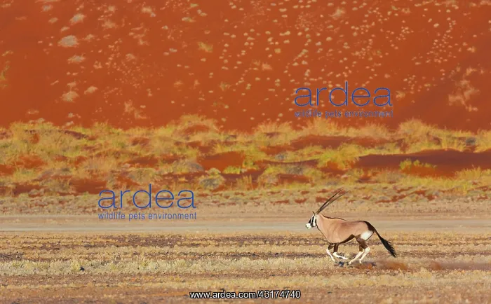 : Gemsbok or gemsbuck (Oryx gazella), Namib Desert : Gemsbok or gemsbuck (Oryx gazella), Namib Desert