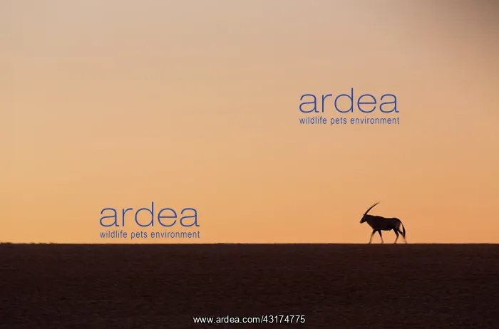 : Gemsbok or gemsbuck (Oryx gazella), Namib Desert : Gemsbok or gemsbuck (Oryx gazella), Namib Desert