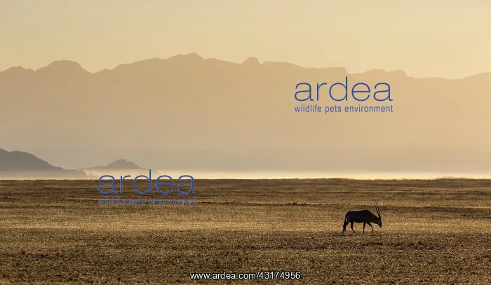 : Gemsbok or gemsbuck (Oryx gazella), Namib Desert : Gemsbok or gemsbuck (Oryx gazella), Namib Desert