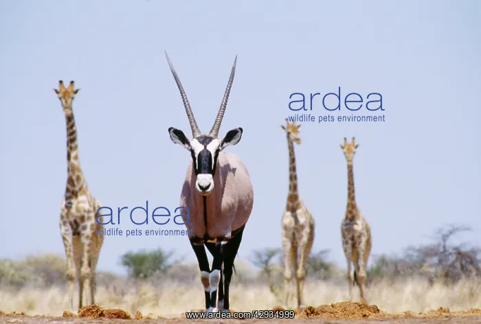 : GEMSBOK and GIRAFFE x three : GEMSBOK and GIRAFFE x three