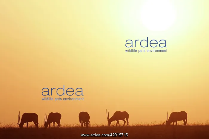 : Gemsbok - group at sunset : Gemsbok - group at sunset