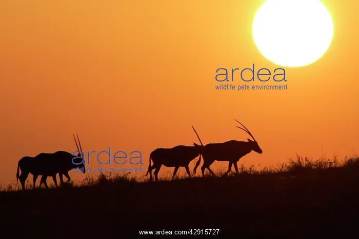 : Gemsbok - group at sunset : Gemsbok - group at sunset
