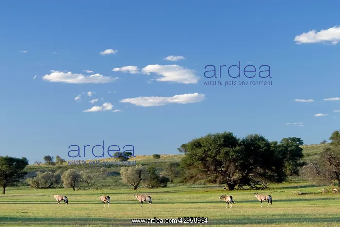 : Gemsbok herd in evening light after good rains : Gemsbok herd in evening light after good rains