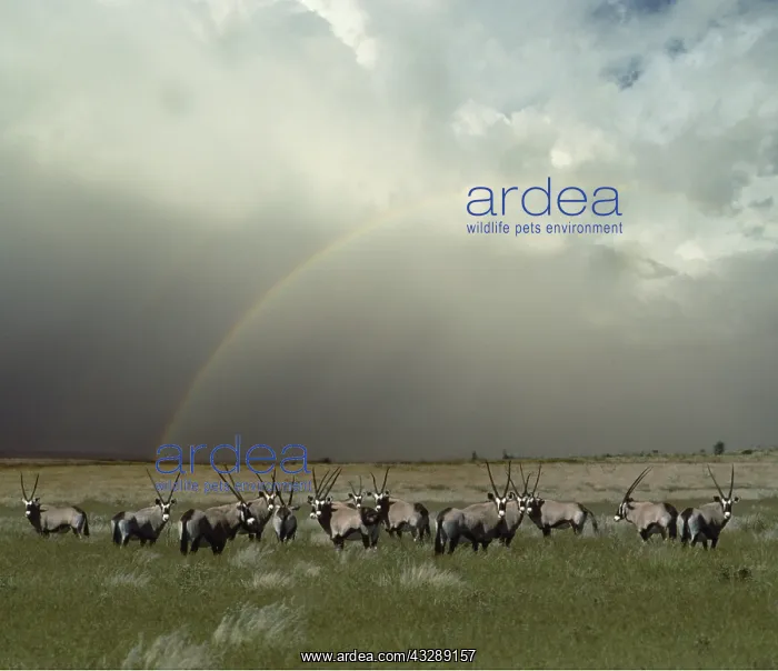 : Gemsbok - Herd and rainbow : Gemsbok - Herd and rainbow