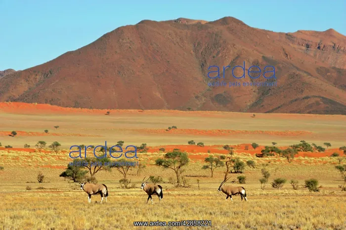 : Gemsbok - herd wandering through savannah and dunes : Gemsbok - herd wandering through savannah and dunes
