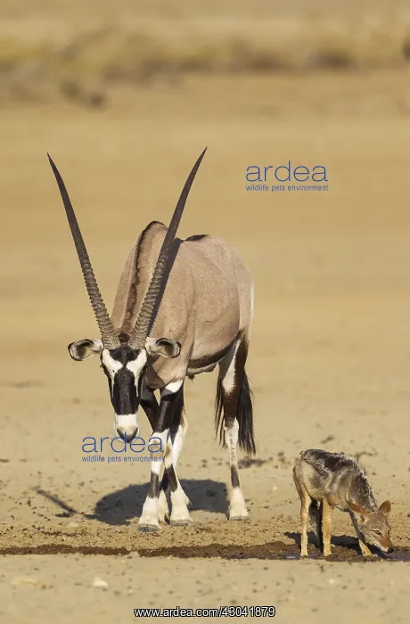: Gemsbok male and Black-backed Jackal (Canis mesomelas) : Gemsbok male and Black-backed Jackal (Canis mesomelas)