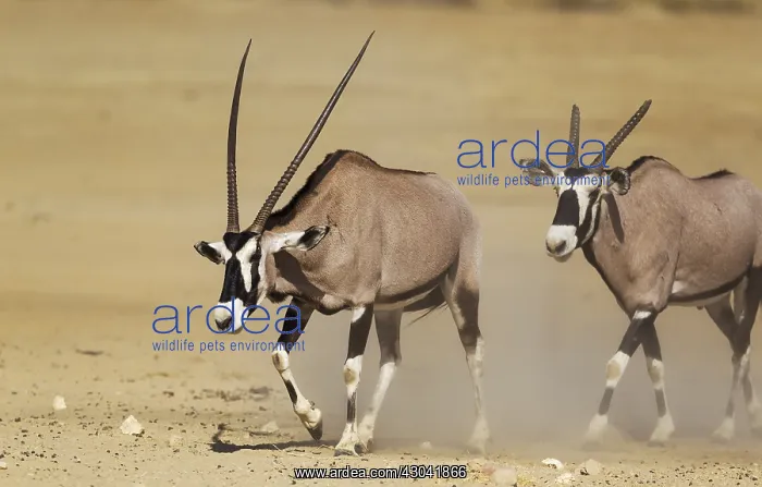 : Gemsbok - male with crippled horns follows a female : Gemsbok - male with crippled horns follows a female