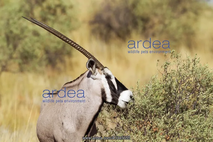 : Gemsbok. Male. Feeding. Kalahari Desert, Kgalagadi : Gemsbok. Male. Feeding. Kalahari Desert, Kgalagadi