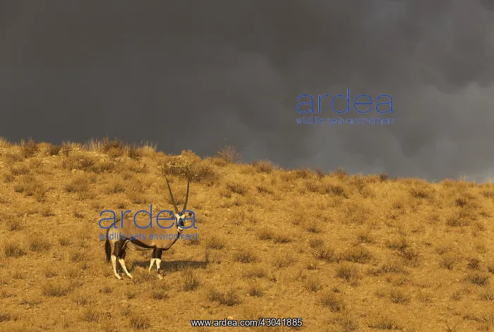 : Gemsbok - male in the light of the early morning : Gemsbok - male in the light of the early morning