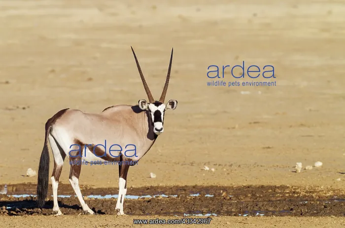 : Gemsbok. Male at a waterhole. Kalahari Desert, Kgalagadi : Gemsbok. Male at a waterhole. Kalahari Desert, Kgalagadi