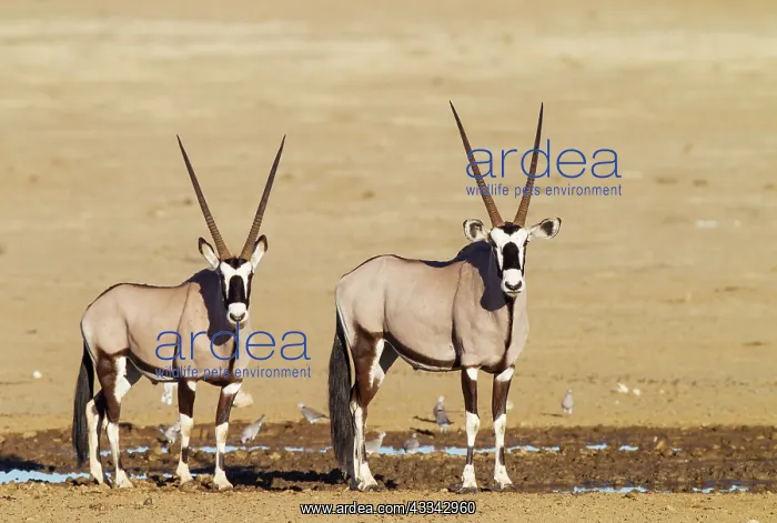 : Gemsbok. Two males at a waterhole. Kalahari Desert : Gemsbok. Two males at a waterhole. Kalahari Desert