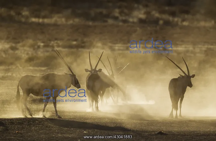 : Gemsbok - nervous and raising lots of dust in the : Gemsbok - nervous and raising lots of dust in the
